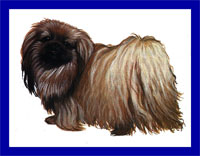 a well breed Pekingese dog